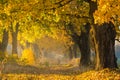 Fall. Fall forest. Maple alley. Autumn nature.