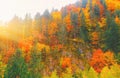 Fall forest in mountains. Autumn nature landscape background. Sunshine in forest scenery view. Natural national park wit Royalty Free Stock Photo