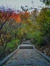 Fall forest path Royalty Free Stock Photo