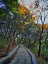 Fall forest path 2 Royalty Free Stock Photo