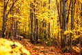 Fall forest in the province of Quebec Royalty Free Stock Photo