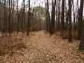 Fall forest road with bare trees and fallen foliage beneath them Royalty Free Stock Photo