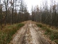 Fall forest road with bare trees and fallen foliage beneath them. Overcast season in deep wood Royalty Free Stock Photo