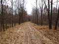 Fall forest road with bare trees and fallen foliage beneath them. Overcast season Royalty Free Stock Photo