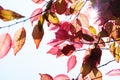 Fall in the forest. spring tree with red leaves and rays of sun light Royalty Free Stock Photo