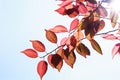 Fall in the forest. spring tree with red leaves and rays of sun light Royalty Free Stock Photo