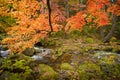fall forest stream Elomovsky with red maple trees in russian Primorye Royalty Free Stock Photo
