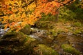 fall forest stream Elomovsky with red maple trees in russian Primorye Royalty Free Stock Photo