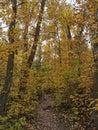 Fall Forest view leaves and trees