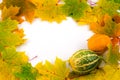 Fall frame Royalty Free Stock Photo