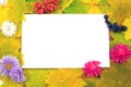 Fall frame with flowers and berries Royalty Free Stock Photo