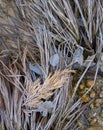 Fall Frosted Leaves and Grasses in Yosemite National Park California Royalty Free Stock Photo