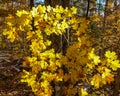 Fall in full colors deep inside the forest