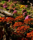 Fall Garden in Bloom on the Farm Royalty Free Stock Photo