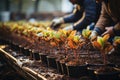 Fall Gardening People planting bulbs - stock photo concepts