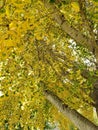 Fall Gingko Biloba Tree