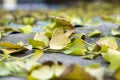 Fall ginko leaves of autumn