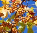 Fall golden berries tree