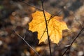 Fall golden maple leaf  closeup selective focus Royalty Free Stock Photo