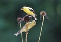 Fall Goldfinches Royalty Free Stock Photo