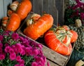 Fall gourds and mums Royalty Free Stock Photo