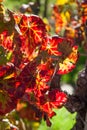 Fall Grape Leaves Royalty Free Stock Photo