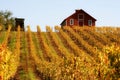 Fall Grape Vines Red Barn Royalty Free Stock Photo