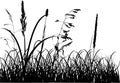Fall grass silhouettes isolated on white