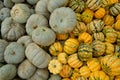 Fall grey and tiger mini pumpkins background. Royalty Free Stock Photo