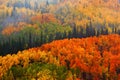 Fall In Gunnison National Forest