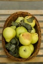 Fall harvest basket filled with pears, leaves Royalty Free Stock Photo