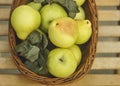 Fall harvest basket filled with pears, leaves Royalty Free Stock Photo