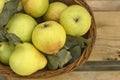 Fall harvest basket filled with pears, leaves Royalty Free Stock Photo