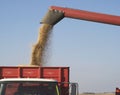 Fall Harvest: Combining Soybeans Royalty Free Stock Photo