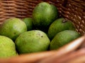 Fall harvest of fruits in pottle