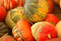 Fall harvest multicolored ornamental gourds