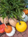 Fall, harvest pumpkins and gourds surrounding a fern on a brick sidewalk. Royalty Free Stock Photo