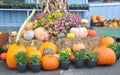 Fall harvest, pumpkins and squash, arrangement for seasonal background Royalty Free Stock Photo