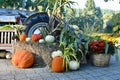 Fall harvest, pumpkins and squash, arrangement for seasonal background Royalty Free Stock Photo