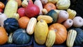Fall Harvest Vegetables at a Market Royalty Free Stock Photo