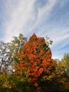 Brilliant orange maple tree in early autumn season Royalty Free Stock Photo