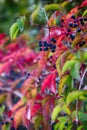 Fall hedge Royalty Free Stock Photo