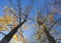 Fall in Kullu, india