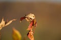 Fall Ladybug on a leaf