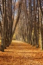 Fall Landscape: Beautiful Autumn Rural Lane in Tall Poplar Fores Royalty Free Stock Photo