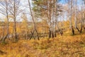 Fall Landscape: Birch Forest with Golden Foliage on River Bank