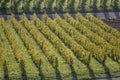 Bright light on autumn leaves of rows of vines in vineyards near Unterturkheim, Germany