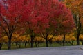 Fall landscape, bright orange red yellow leaves on trees lining road. Colorful fall city park, fall background up State Street Royalty Free Stock Photo