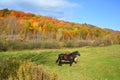 Fall landscape eastern townships and horses in field Royalty Free Stock Photo