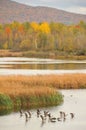 Fall landscape with flying gooses 2